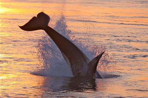 whale tale 